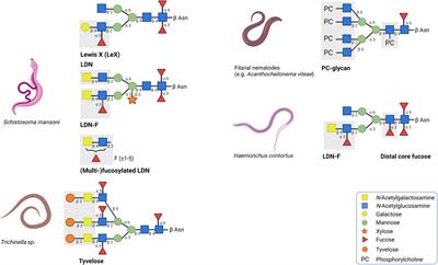 Helminth Glycans at the Host-Parasite Interface and Their Potential for Developing Novel Therapeutics